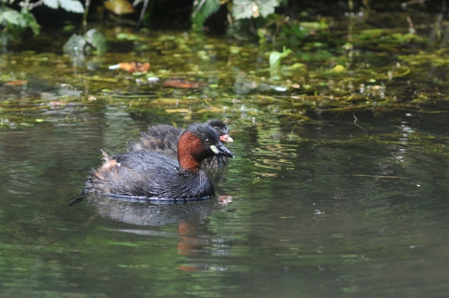 little grebe, little grebes-6.jpg - LITTLE GREBES - WINCHESTER - 28.6.09